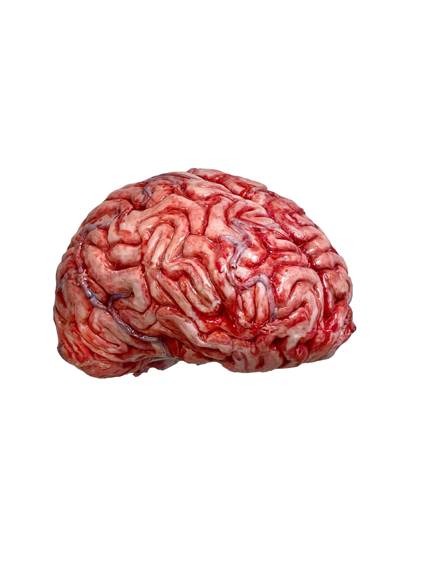 Realistic human brain