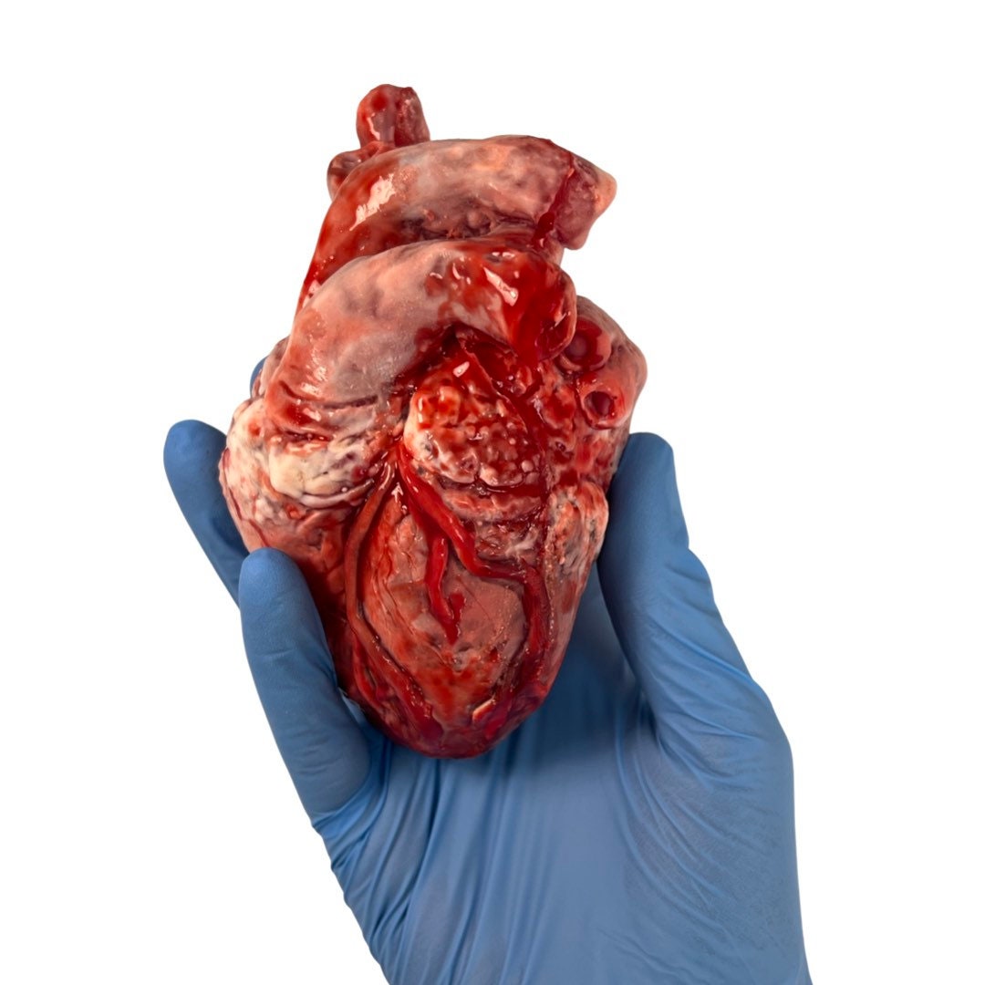 Realistic human heart