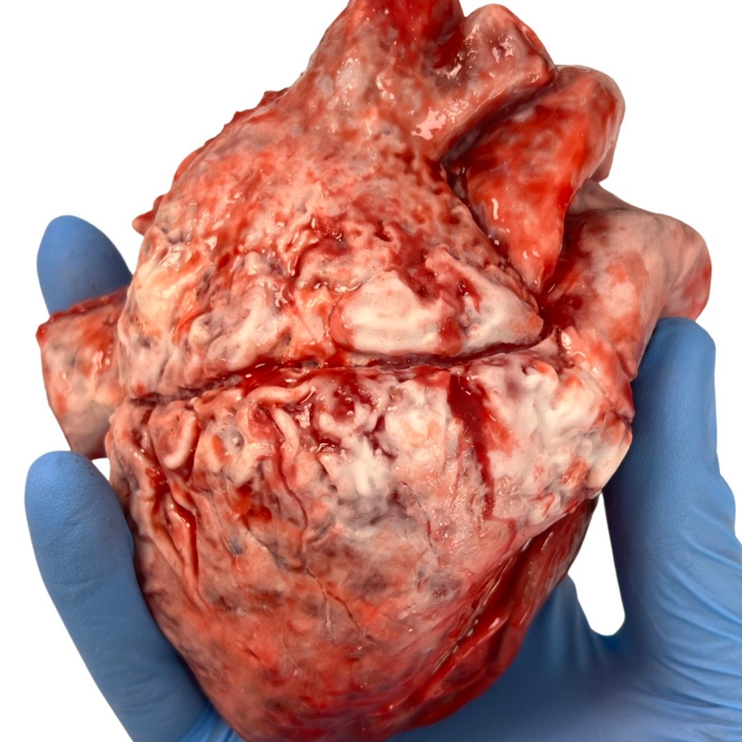 Realistic human heart
