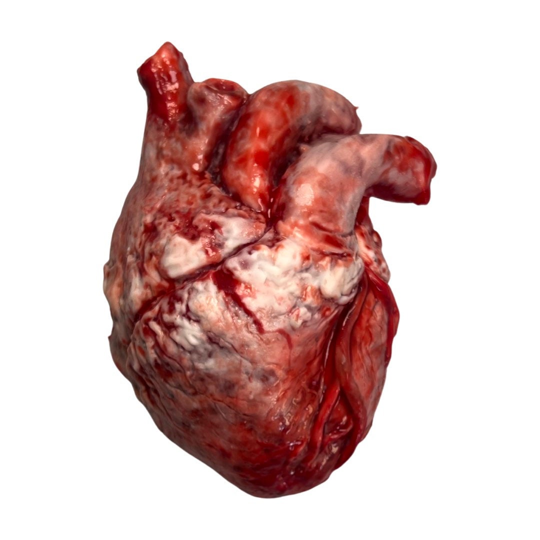 Realistic human heart