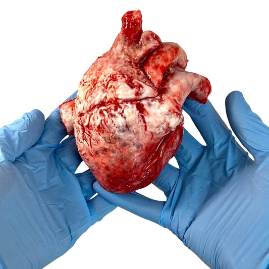 Realistic human heart