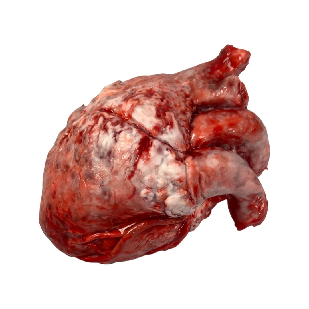 Realistic human heart