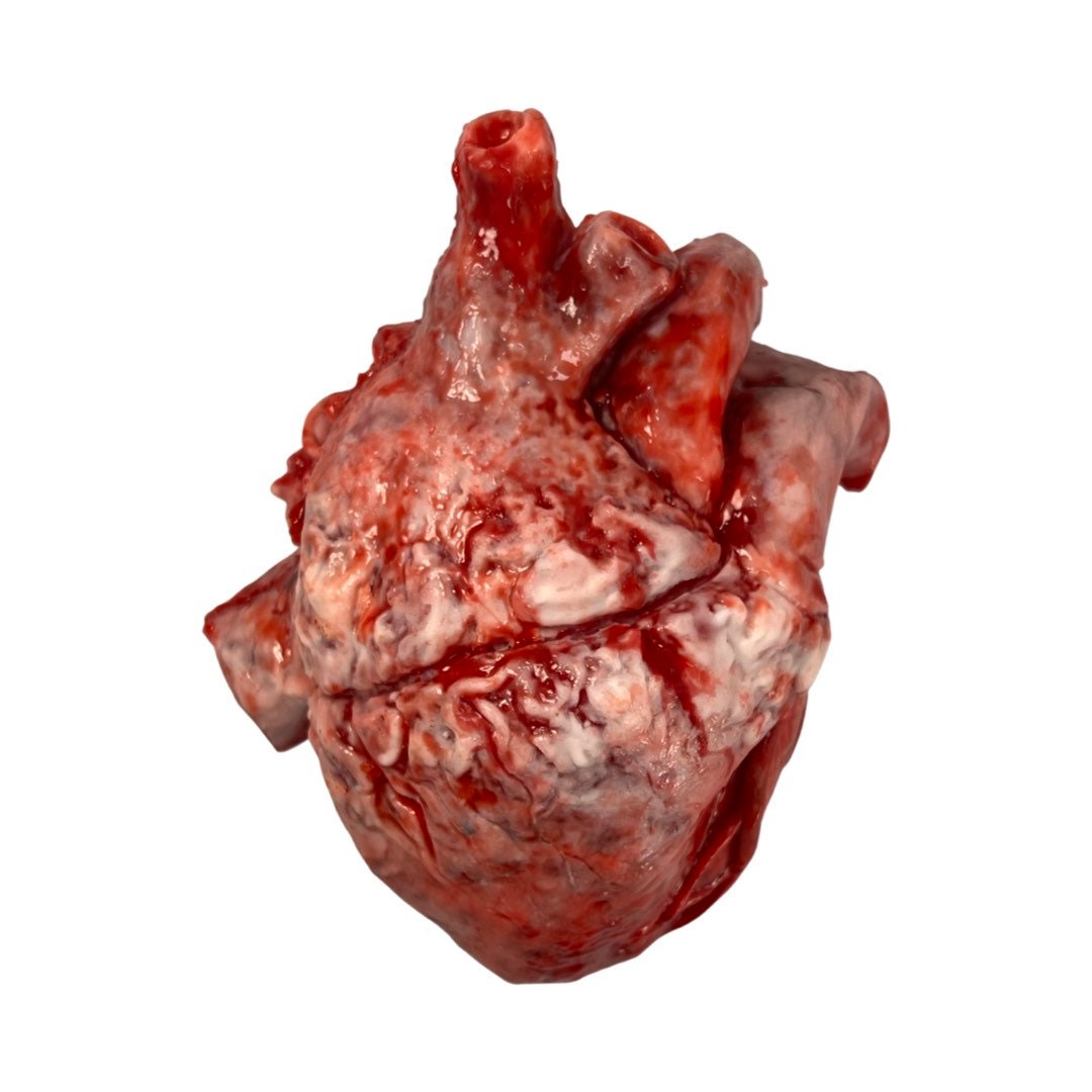 Realistic human heart
