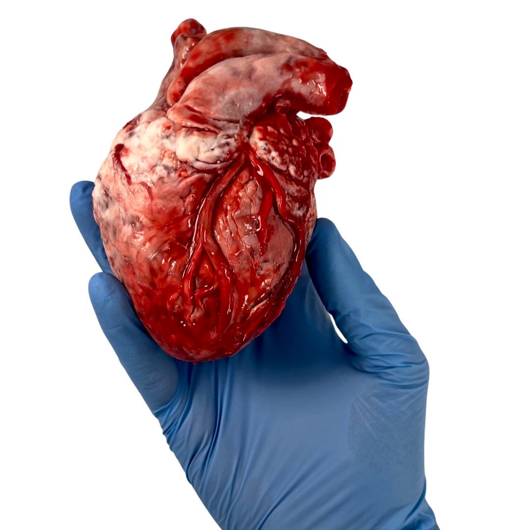 Realistic human heart - anatomical heart prop