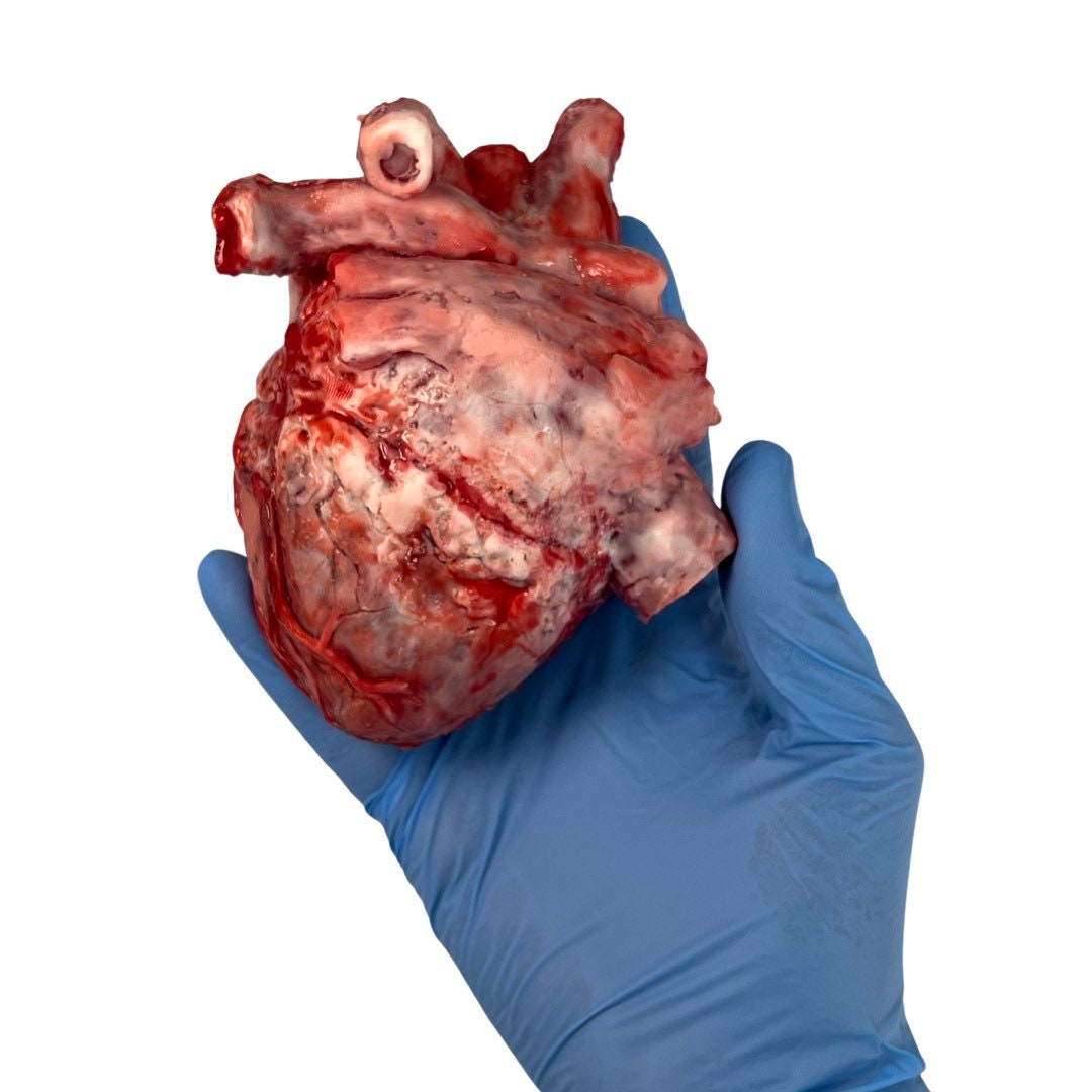 Realistic human heart - anatomical heart prop